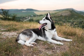 11 Beautiful Dog Breeds That Turn Heads Everywhere