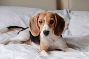 9 Trusty Dog Breeds That Make the Best Secret Keepers