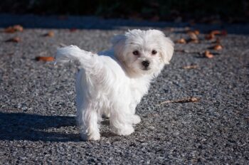 7 Secrets to Quickly Potty Training a Maltese