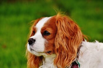 101 Female Cavalier Names + Meanings