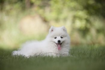 7 Best Whitening Shampoos for White Dogs