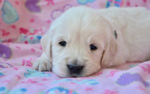 Top Female Dog Names for 2025