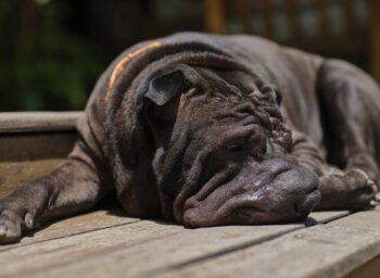 5 Undeniable Signs Your Shar Pei Loves You