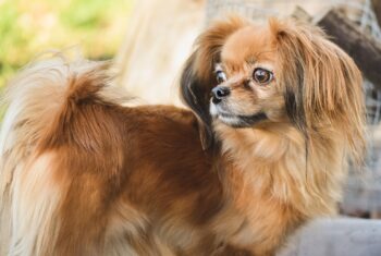 7 Secrets to Quickly Potty Training a Papillon
