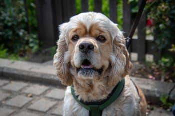 9 Darling Dog Breeds That’ll Make You Fall In Love