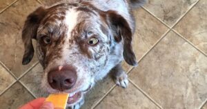 The Top 7 Foods That Make Dogs Gassy