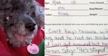 Senior Dog Dumped at 18 for Being “Stupid.” Savior Saw His Worth!