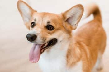 13 Dog Breeds With Surprisingly Smart Personalities