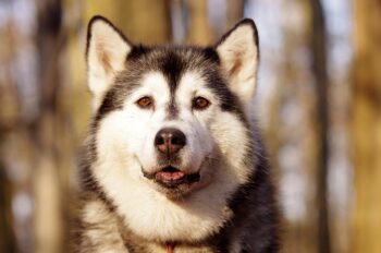 20 Best Foods for Husky with Allergies