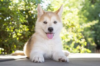 20 Best Husky Puppy Foods