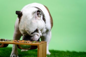 7 Best Bowls for Messy Dogs
