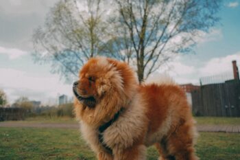 5 Emergency Red Flags for Chow Chow Owners: If Your Dog Does These, Rush Them to The Vet