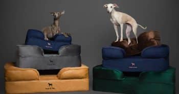 Protected: NOAH & PAW: Elevated Essentials for the Modern Dog