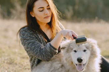 6 Best Brushes for Double Coated Dogs