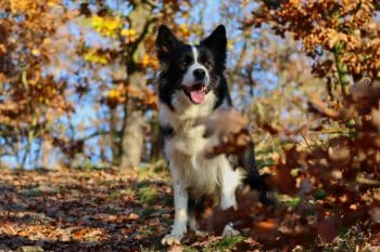 9 Legendary Dog Breeds And Their Untold Stories