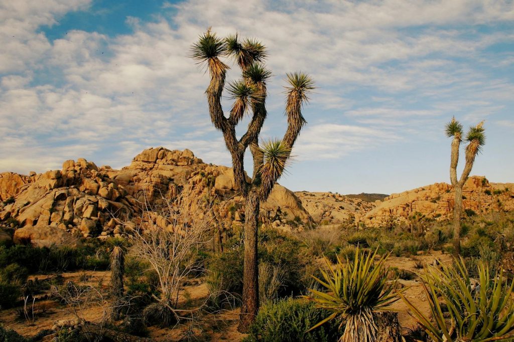 Sacred Sentinels: Unlocking the Mystical Power of Joshua Trees as Spiritual Bridges Between Earth and Sky