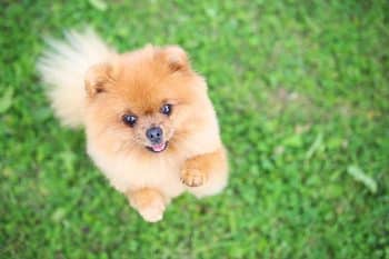 13 Dog Breeds That Win Hearts Fast