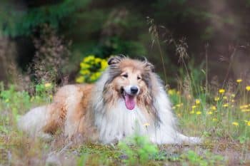 Let’s Count Down the Top 15 Most Loyal Dog Breeds