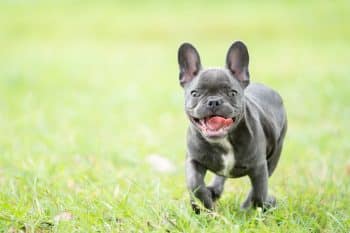 11 Dog Breeds That Turn Every Day Into a Good Day