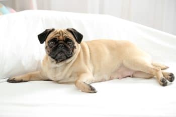 13 Adorable Dog Breeds That Bring Comfort After Long Days