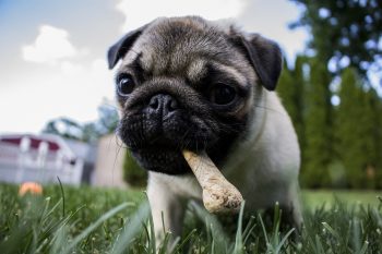 What’s The Bite Force of a Pug & Does It Hurt?
