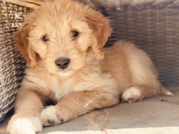 5 Undeniable Signs Your Goldendoodle Loves You