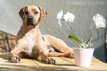 15 Watchful Dog Breeds Ready To Keep You Safe