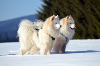 10 Secrets to Stop Your Samoyed from Barking