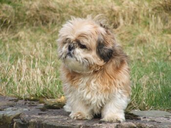 25 Best Foods for a Shih Tzu with Kidney Disease