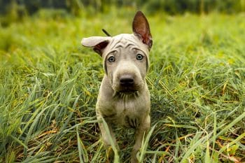 15 Curious Dog Breeds With Stories Worth Knowing