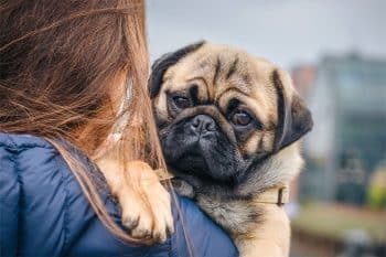 11 Affectionate Dog Breeds That Crave Cuddles