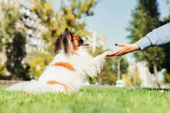 13 Dog Breeds That Might Be Smarter Than Your Friends