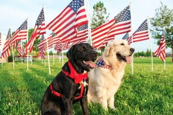 Top 11 Ways To Keep Your Dog Happy & Safe This 4th Of July