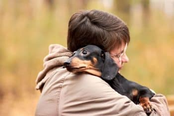 Ultimate 15 Dog Breeds for Cuddly Companions