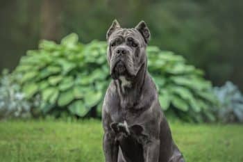 15 Brave Dog Breeds That Protect Without Fear