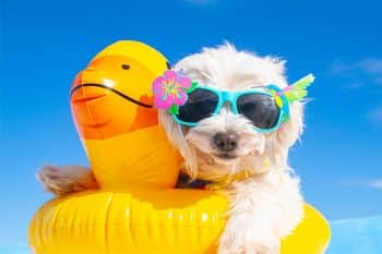 13 Ways To Have Summer Fun With Your Dog