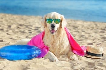 13 Beachy Dog Breeds Who Love to Get Their Paws Sandy