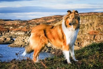 9 Historical Dog Breeds That Have Defined Loyalty for Centuries