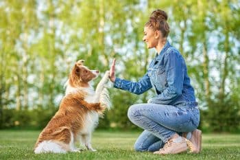 15 Loving Dog Breeds That Make the Best Companions