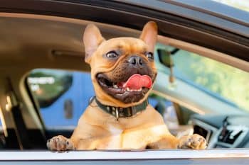 13 Unforgettable Ways Dogs Turn Everyday Moments Into Adventures