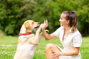 11 Brilliant Dog Breeds That Are Surprisingly Easy to Train