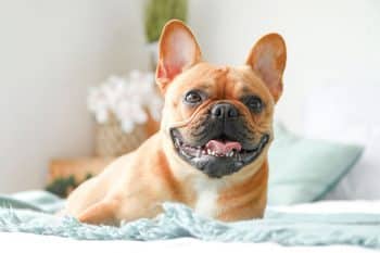 9 Vibrant Dog Breeds That Light Up Any Room