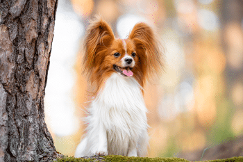 13 Spunky Dog Breeds That Bring the Fun