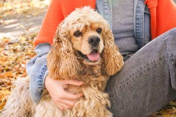15 Top Dog Breeds for First-Time Dog Parents