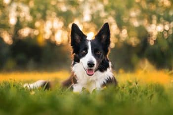 11 Charming Dog Breeds That Outshine The Rest