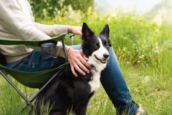 11 Loyal Dog Breeds That Never Let Go