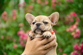 13 Cutest Dog Breeds That’ll Melt Your Heart