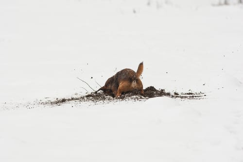 15 Dog Breeds That Dig The Most