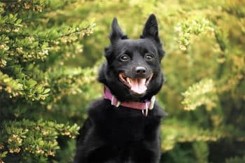 Meet 9 Dog Breeds You Didn’t Know You’d Fall For