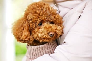 13 Heartwarming Signs A Dog Has Found A New Home